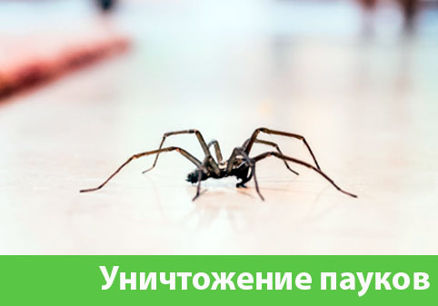 Избавиться от пауков в городе Солнечногорск