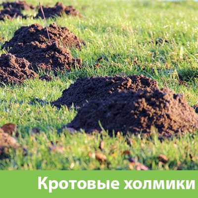 Кроты на участке в Солнечногорске