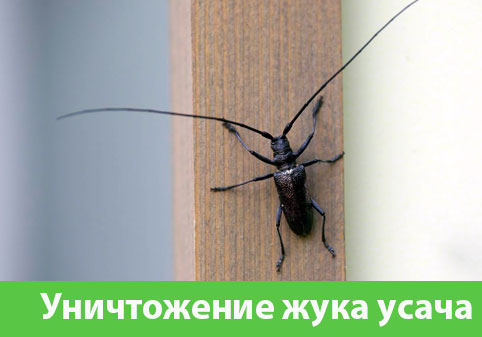 Обработка от жука усача в городе Солнечногорск