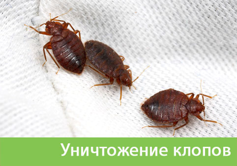 Уничтожение клопов в городе Солнечногорск