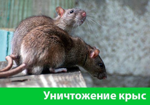Уничтожение крыс в городе Солнечногорск
