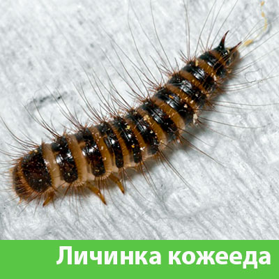 Личинка Кожееда в Солнечногорске