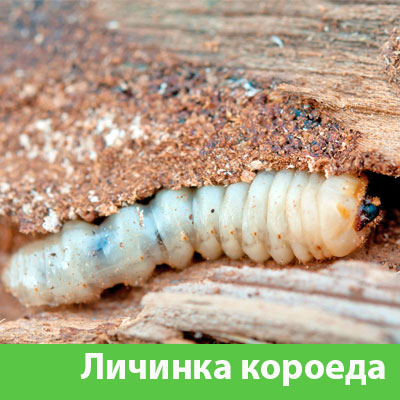 Уничтожение личинок короеда в Солнечногорске