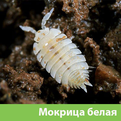 Мокрица в Солнечногорске фото