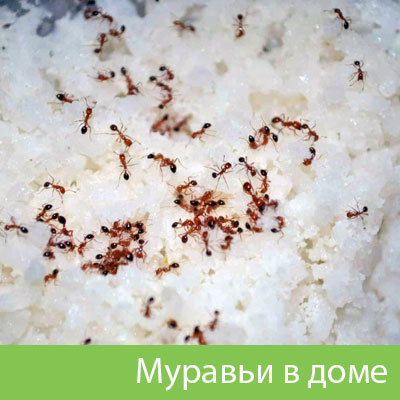 Муравьи в доме в Солнечногорске