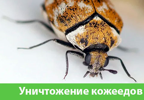 Обработка от кожееда в городе Солнечногорск 