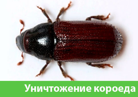 Обработка от короеда в городе Солнечногорск
