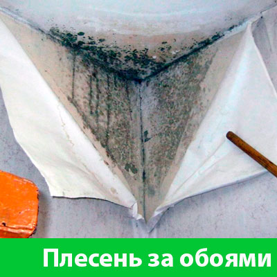Удаление плесени в Солнечногорске