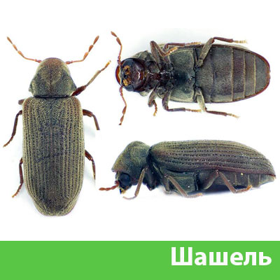 Обработка от шашеля в городе Солнечногорск