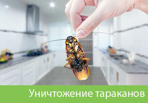 Уничтожение тараканов в городе Солнечногорск