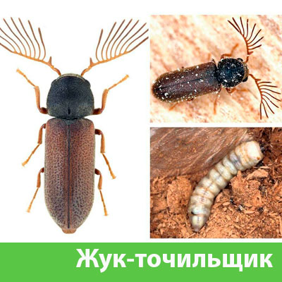 Уничтожение точильщика и личинок в Солнечногорске