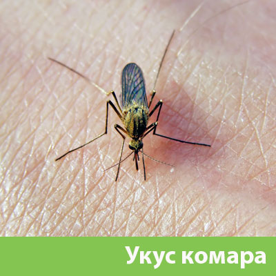 Укусы комаров в Солнечногорске