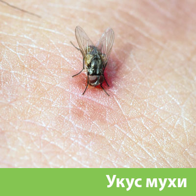 Уничтожение мух в Солнечногорске