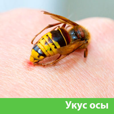 Профессиональное уничтожение ос и шершней в Солнечногорске