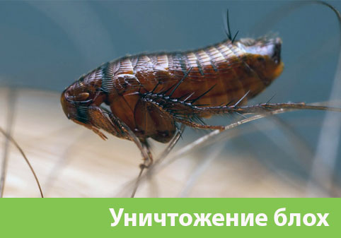 Уничтожение блох в городе Солнечногорск