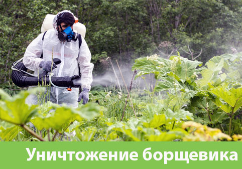 Уничтожение Борщевика в городе Солнечногорск