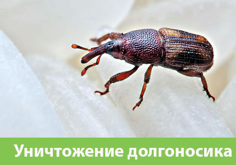 Уничтожение долгоносиков в городе Солнечногорск