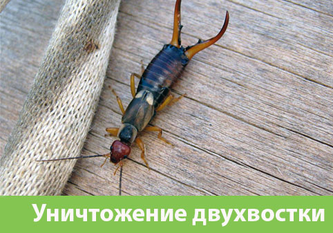 Уничтожение двухвостки в городе Солнечногорск