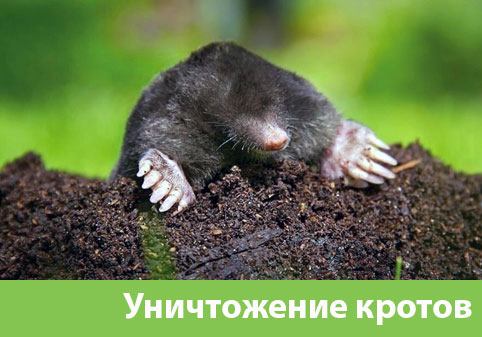Уничтожение кротов в городе Солнечногорск