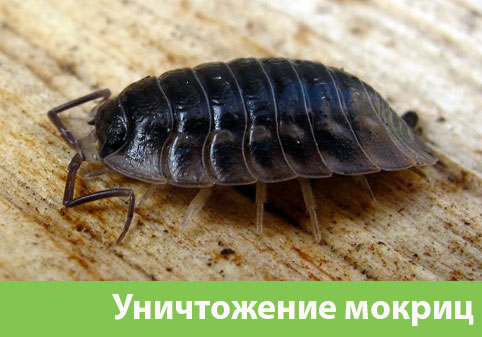 Мокрицы в квартире в городе Солнечногорск