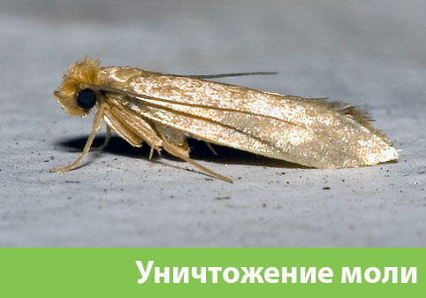 Уничтожение моли в городе Солнечногорск 
