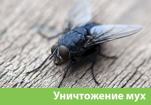 Уничтожение мух в городе Солнечногорск