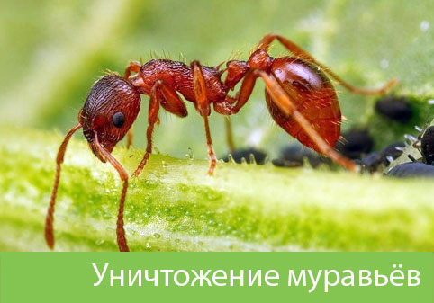 Уничтожение муравьёв в городе Солнечногорск