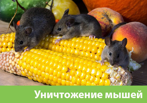 Уничтожение мышей в Солнечногорске