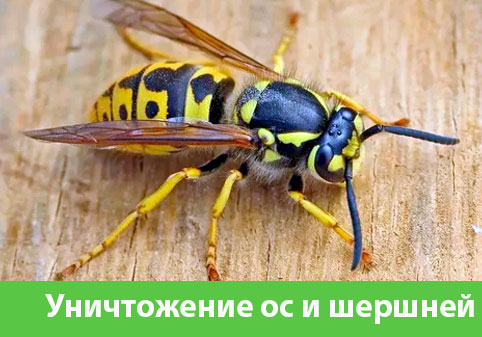 Уничтожение ос и шершней в городе Солнечногорск