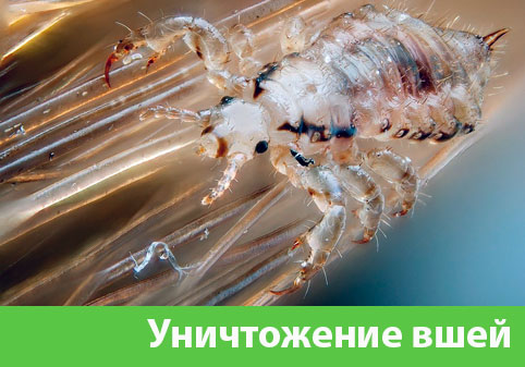 Уничтожение вшей в городе Солнечногорск